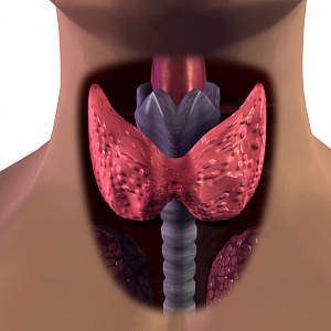 Увеличенная щитовидка придет в норму за неделю! Главный эндокринолог рассказал, что нужно делать!