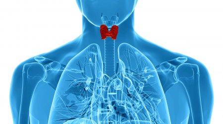 Щитовидная железа: какие гормоны вырабатывает, их функции в организме